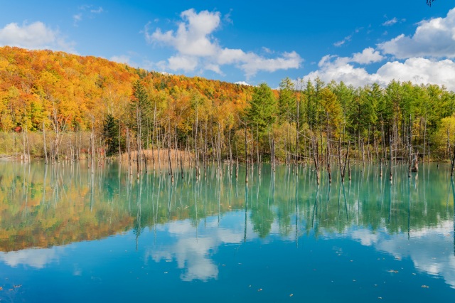 紅葉に染まる秋の青い池