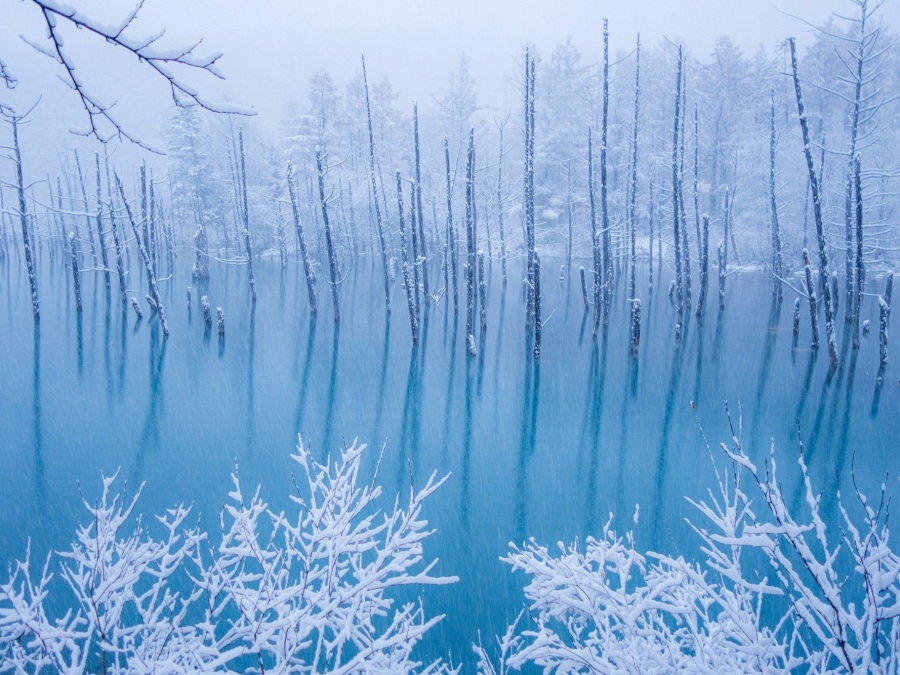 冬にしか見られない絶景！白い雪とのコントラストが美しい美瑛町の青い池