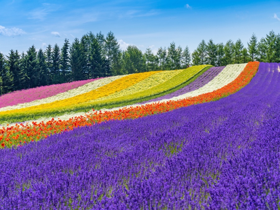 北海道で楽しめる「花の開花情報」リンク集