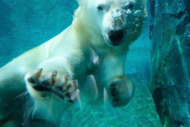 Sapporo Maruyama Zoo