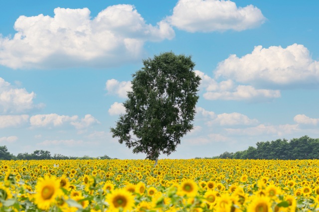 Hokuryu Sunflower Village・Sunflower Festival