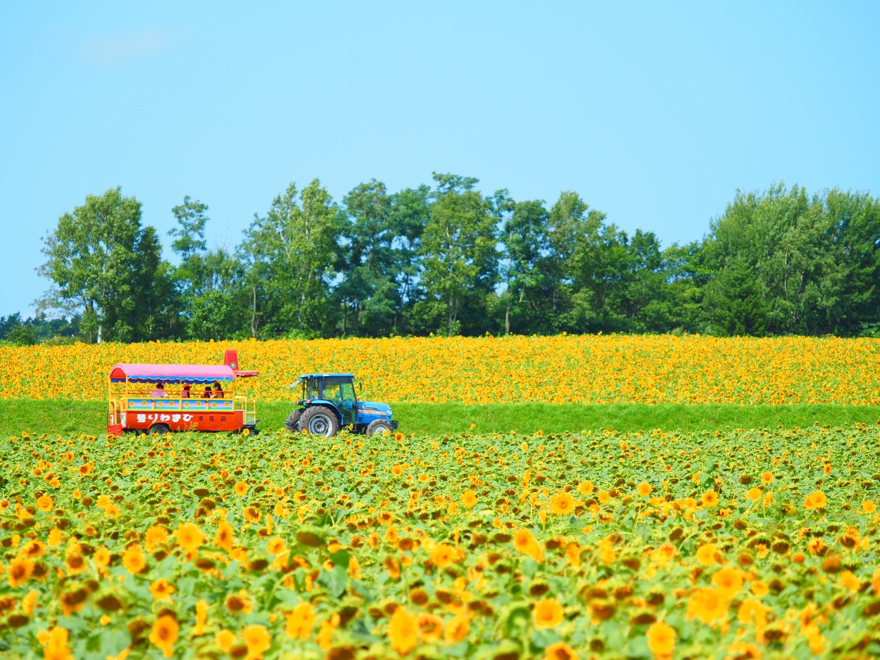 Hokuryu Sunflower Village・Sunflower Festival｜What to See & Do｜HOKKAIDO  LOVE! -Hokkaido Official Tourism Site