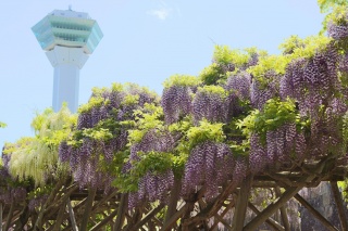 Goryokaku Park/Goryokaku Tower