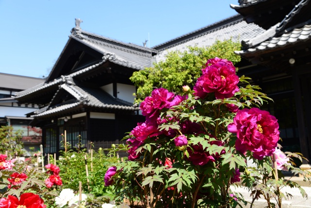 舊青山別墅（小樽貴賓館）