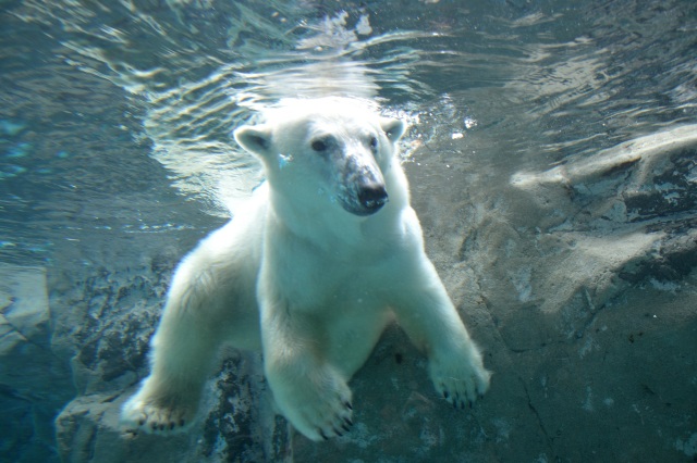 旭川市旭山動物園