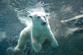 旭川市旭山動物園