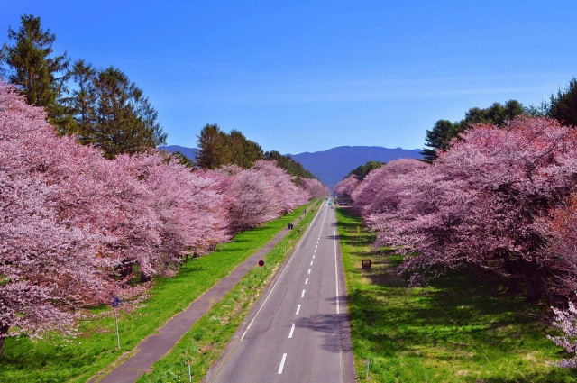 静内二十間道路桜並木・しずない桜まつり