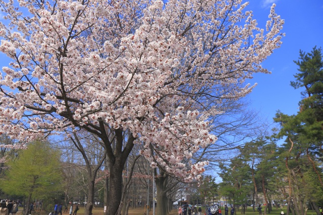 円山公園