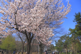 圓山公園