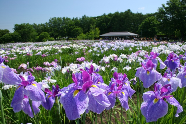 八紘学園 北海道農業専門学校 花菖蒲園