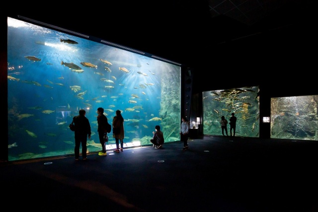 Salmon Hometown Chitose Aquarium