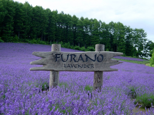 富良野葡萄酒工廠・葡萄山公園薰衣草園