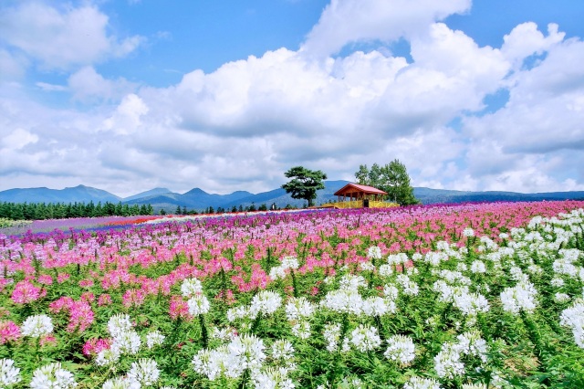 麓郷展望台