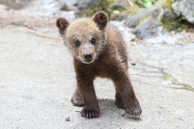 のぼりべつクマ牧場