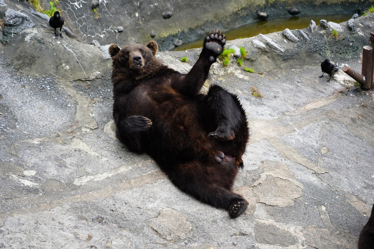 のぼりべつクマ牧場 観光スポット 公式 北海道の観光 旅行情報サイト Hokkaido Love