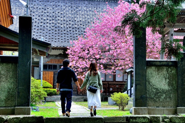 松前藩屋敷・浮き紫陽花