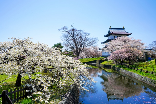道南の桜の名所