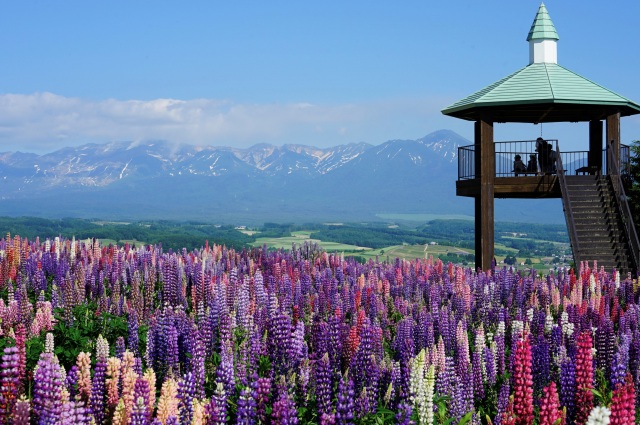 Flower Land Kamifurano