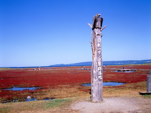 Lake Notoro Coral Grass・Notoroko Sangoso Festival