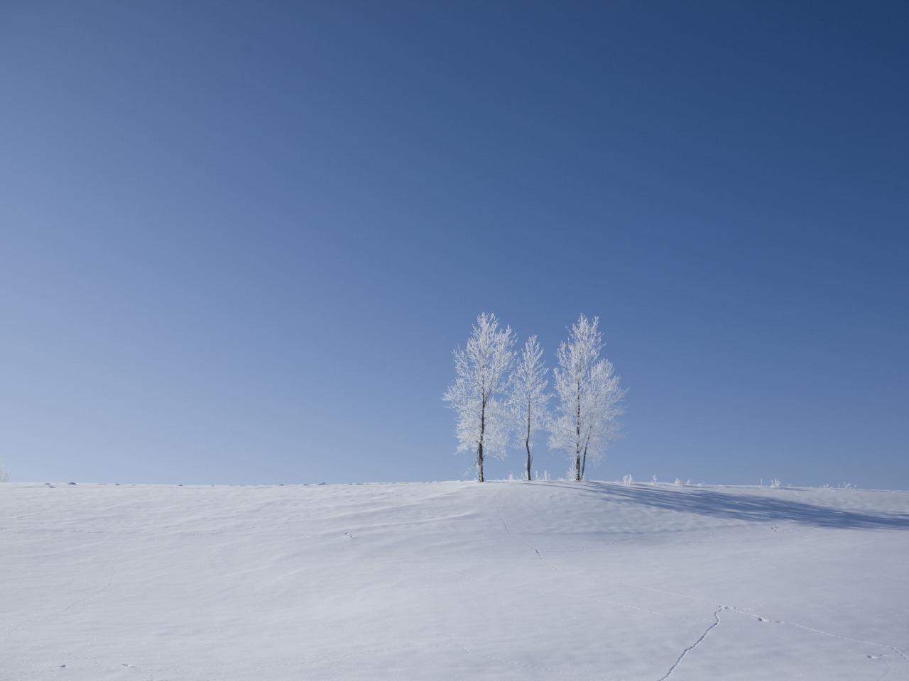 雪原と木