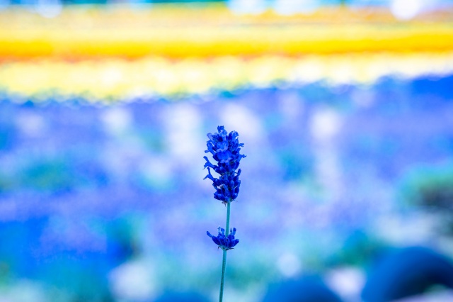 Zerubu-no-Oka (Flower Park)