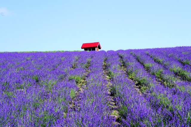 Hinode Lavender Garden