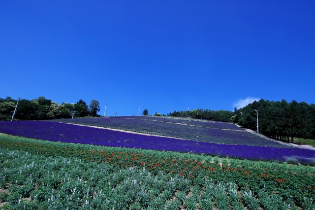 北星山ラベンダー園