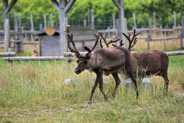 Horonobe Reindeer Ranch