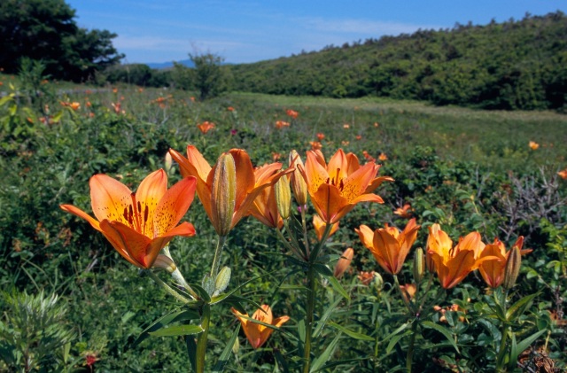 以久科原生花園