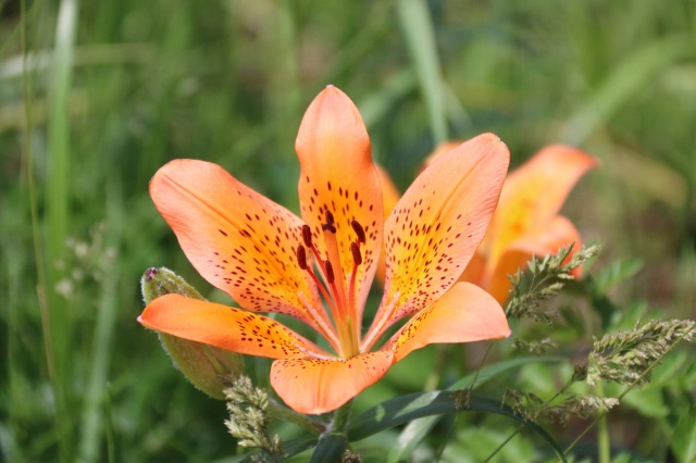 Koshimizu Primeval Flower Garden