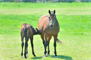 にいかっぷホロシリ乗馬クラブ