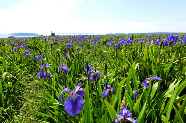 厚岸原生鳶尾花之原