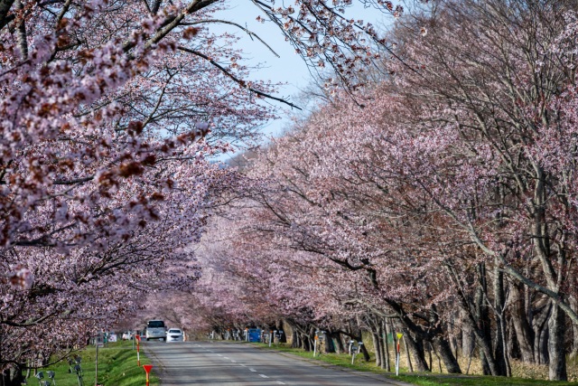 優駿さくらロード(西舎桜並木)