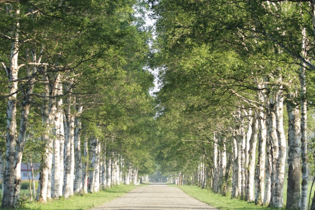 十勝牧場白樺林蔭大道