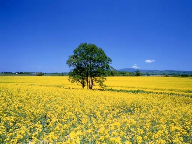 泷川油菜花田・泷川油菜花节