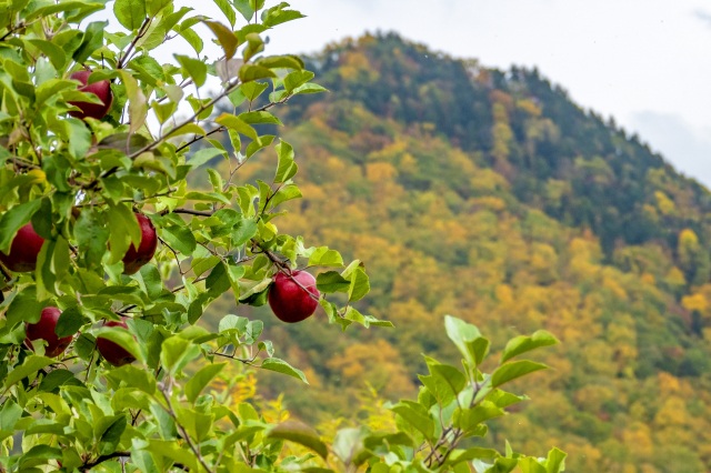 奥定山渓カムイの森（定山渓ファーム）