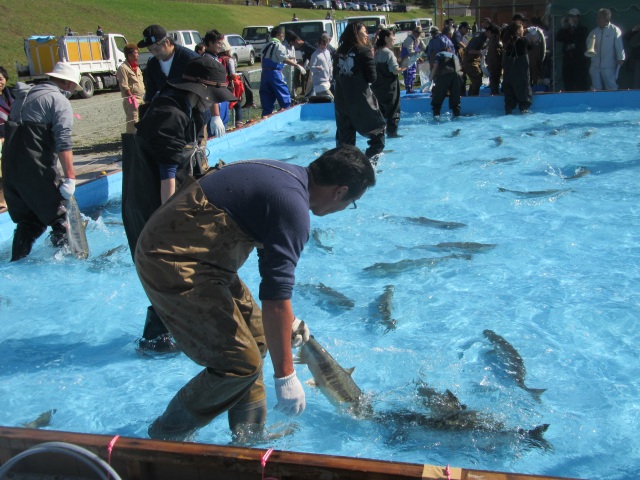 えりも海と山の幸フェスティバル