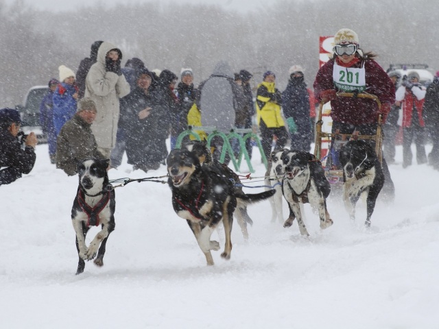 JAPAN CUP 2024 第39回 全国犬ぞり稚内大会