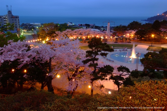 函館公園夜桜ライトアップ