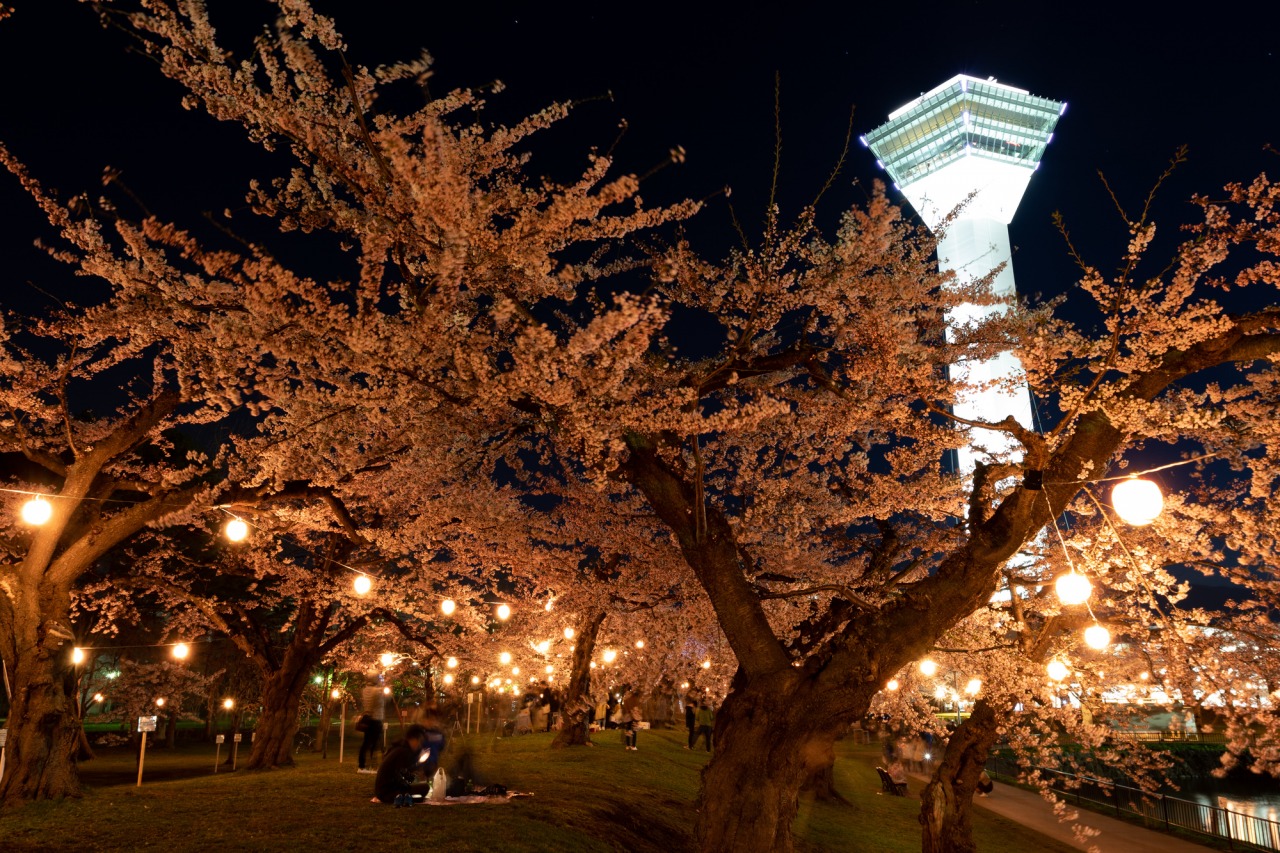 五稜郭公園夜桜のライトアップ