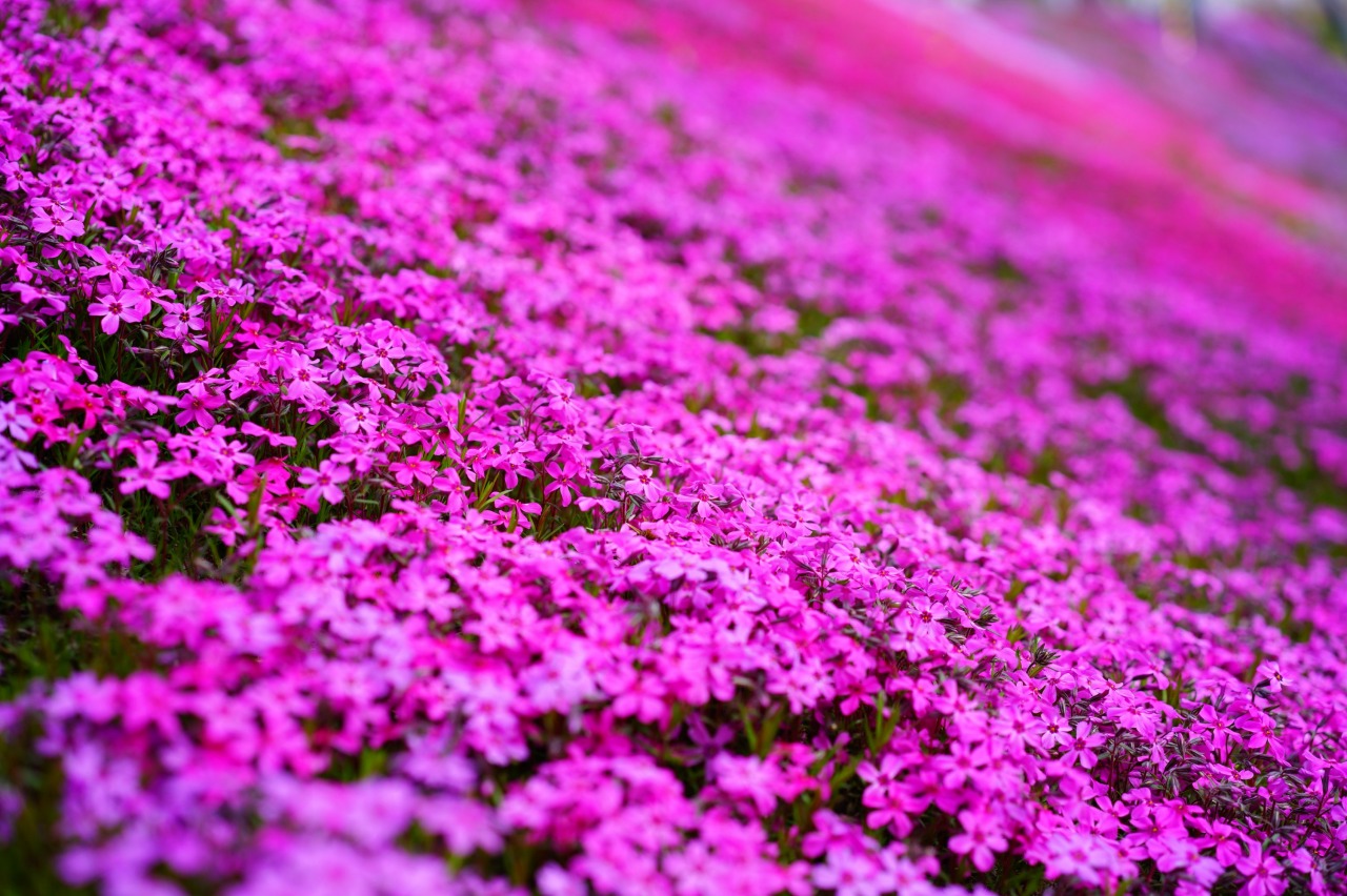 ひがしもこと芝桜まつり イベント 公式 北海道の観光 旅行情報サイト Hokkaido Love