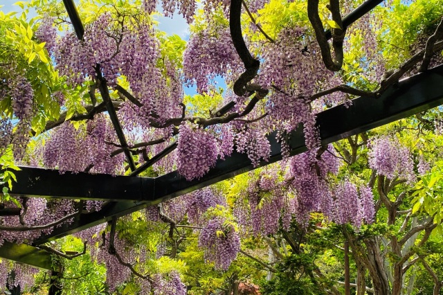 天神山緑地「天神藤」