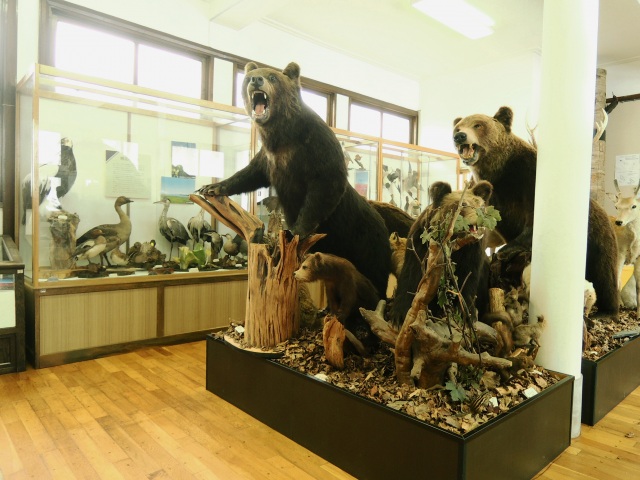 ヒグマやエゾシカなどのほか、網走の四季折々の生態系を詰め込んだ展示室。