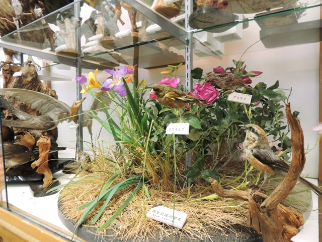 初夏を彩る原生花園の花々と野鳥