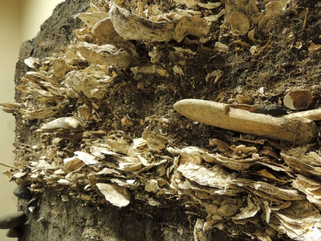 遺跡から発掘された実際の貝塚の地層断面。