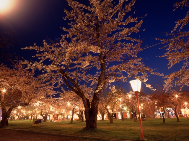 もりまち桜まつり