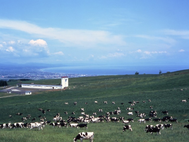 八雲町育成牧場