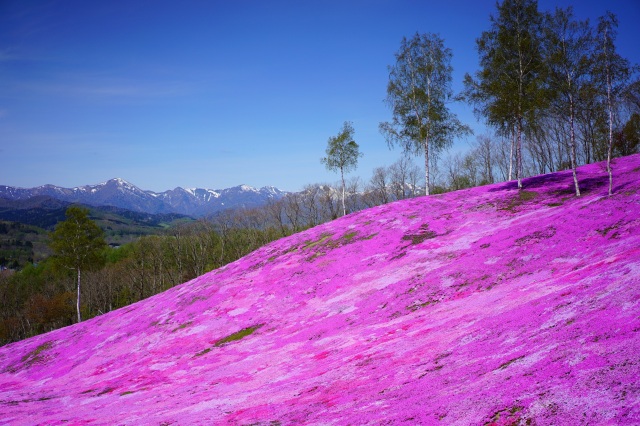 見渡す限りの芝桜は絶景