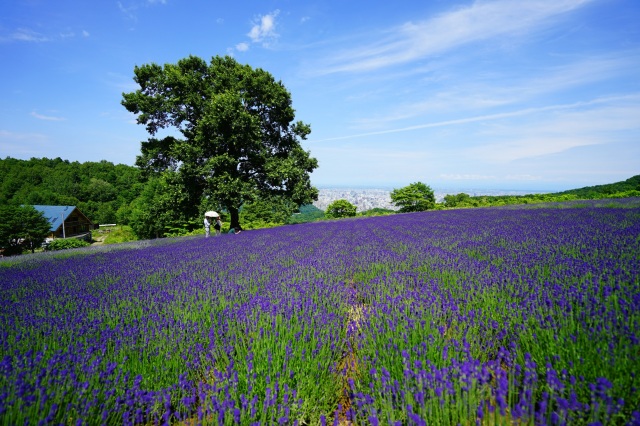 幌见岭薰衣草花园