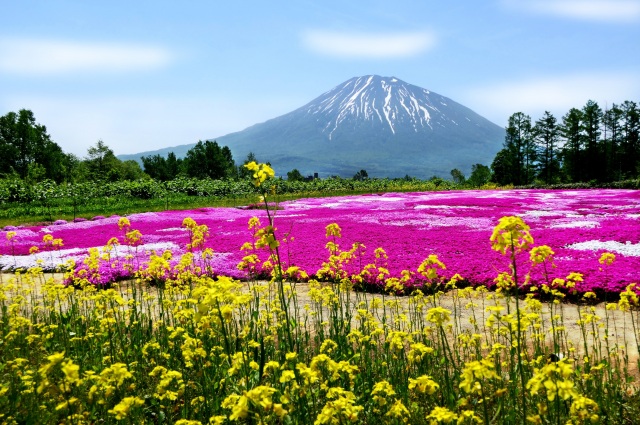 三島先生的芝櫻庭園